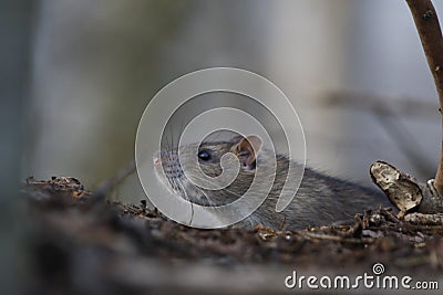 Wild rats foraging in the woods Stock Photo