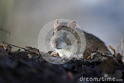 Wild rats foraging in the woods Stock Photo