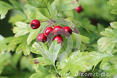 Wild red berries growing on a tree Stock Photo