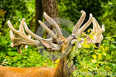 Wild red deer in the forest Stock Photo