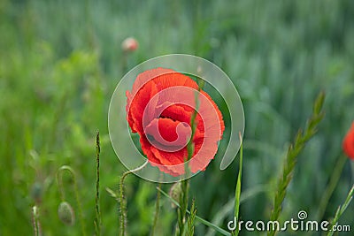 Wild red field flowers Stock Photo