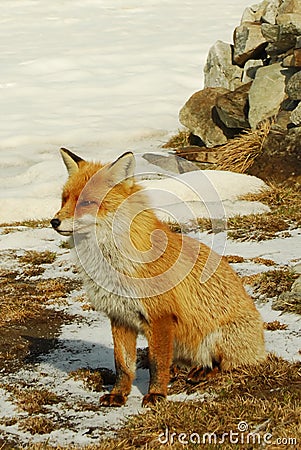 Wild red fox Stock Photo