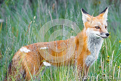 Wild red fox in green grass Stock Photo