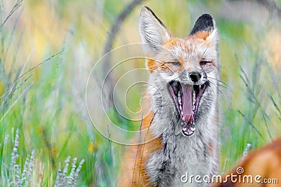 Wild red fox in green grass Stock Photo