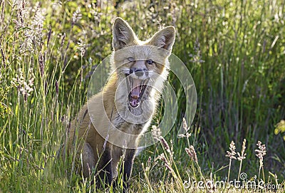 Happy Little Fox Stock Photo