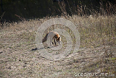 Wild red fox on the meadow Stock Photo