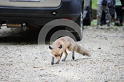 A wild red fox stays among tourists in a parking lot near a forest searching/asking for food. Self-domestication of wild animals Editorial Stock Photo