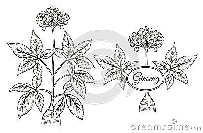 Wild red panax ginseng root stem, berries. Chinese flower medical plant botanical sketch. Branch leaves. Herbal therapy. Vector Vector Illustration