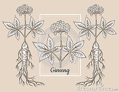 Wild red panax ginseng root stem with berries. Chinese medical plant botanical sketch. Vintage engraving. Herbal medicine. Vector Vector Illustration