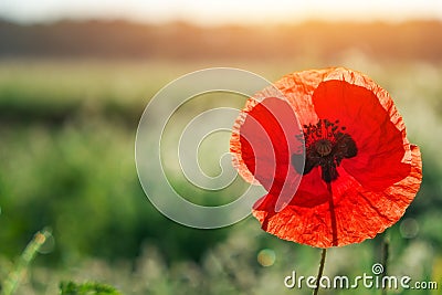 Wild red poppie at summer meadow. Stock Photo