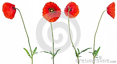 Wild red poppies in a row isolated on white background.Different angles Stock Photo