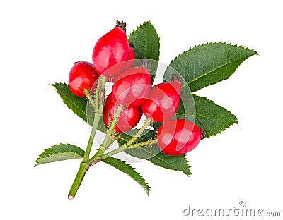 Wild red rose hips on thorny twig with green leaves isolated on white background. Rosa canina Stock Photo