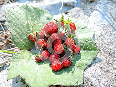 Wild red strawberries. Natural strawberries. . Stock Photo