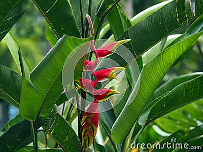 Wild red and yellow Palulu plant Heliconia flower in tropical Suriname South-America Stock Photo