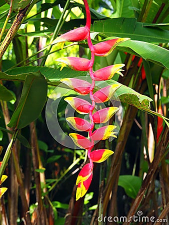 Wild red and yellow Palulu plant Heliconia flower in tropical Suriname South-America Stock Photo