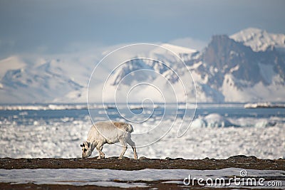 Wild reindeer in the Arctic - Spitsbergen Stock Photo