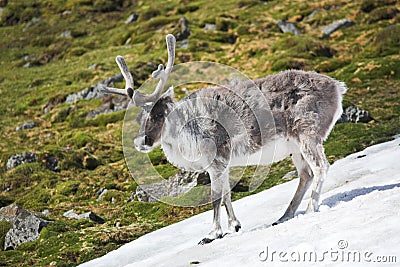 Wild reindeer in Arctic tundra - Spitsbergen Stock Photo