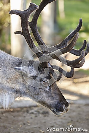 Wild reindeer head detail in the forest. Animal background. Stock Photo