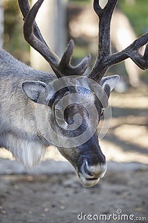 Wild reindeer head detail in the forest. Animal background. Stock Photo