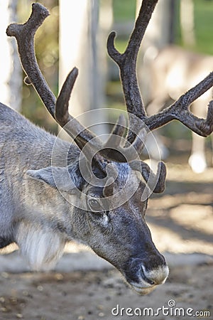 Wild reindeer head detail in the forest. Animal background. Stock Photo