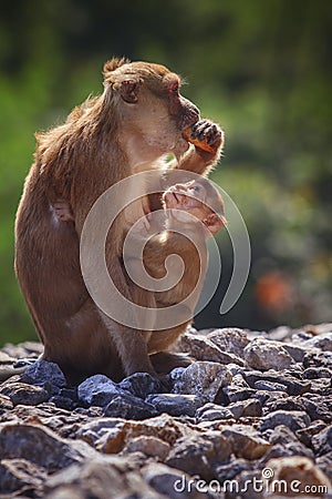 Wild Rhesus macaque monkey and young baby looking to monkey moth Stock Photo