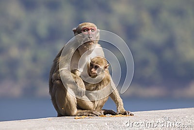 Wild Rhesus macaque monkey and young baby looking to monkey moth Stock Photo