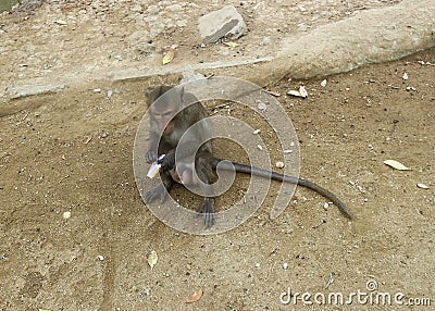 Wild rhesus monkey in Can Gio Island, Vietnam Stock Photo