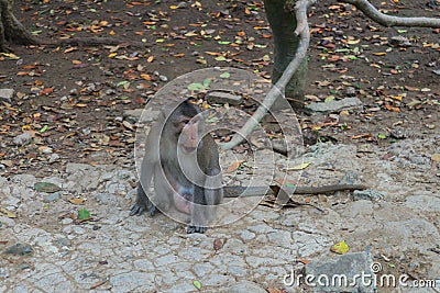 Wild rhesus monkey in Can Gio Island, Vietnam Stock Photo