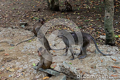 Wild rhesus monkey in Can Gio Island, Vietnam Stock Photo