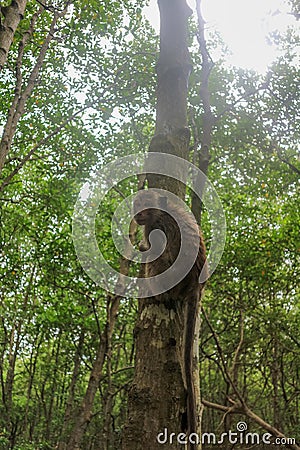 Wild rhesus monkey in Can Gio Island, Vietnam Stock Photo