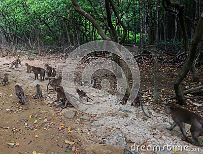 Wild rhesus monkey in Can Gio Island, Vietnam Stock Photo