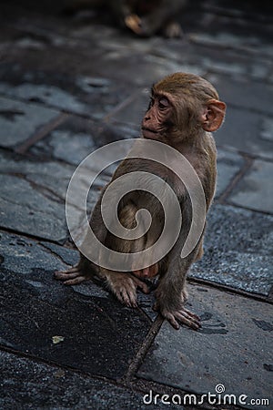 Hindu Rhesus Monkey - Kathmandu, Nepal Editorial Stock Photo