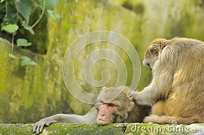 Wild rhesus monkeys Stock Photo