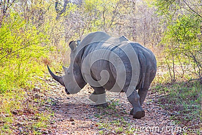 Wild rhino and African landscape in Kruger Park in UAR Stock Photo