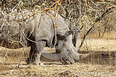 Wild rhino in the bush Stock Photo