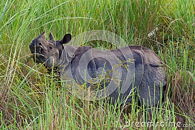 A wild rhino in fields in Chitwan national park Stock Photo
