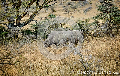 Wild Rhino in Kenya, Africa Stock Photo