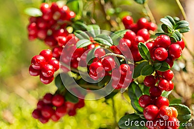 Wild ripe cowberry in a forest Stock Photo