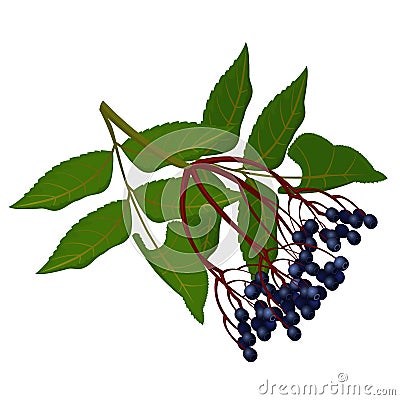 Wild ripe elderberry on branch with green leaves Vector Illustration