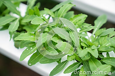 Wild rocket in hydroponic system / healthy lifestyle / healthy food / salad ingredient Stock Photo