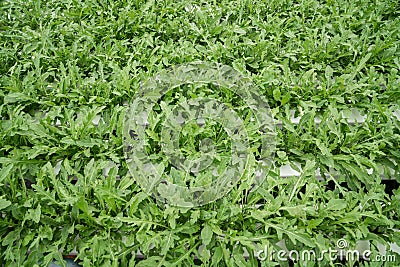 Wild rocket in hydroponic system / healthy lifestyle / healthy food / salad ingredient Stock Photo