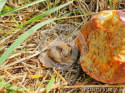 Wild rodent mouse hiding behind a rotting apple Stock Photo