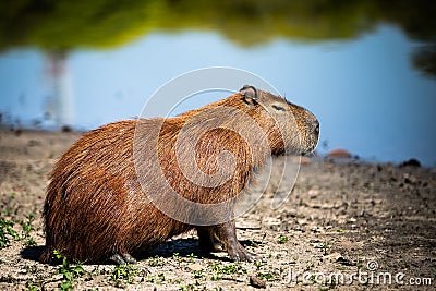 Wild rodent from your homeplace Stock Photo