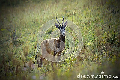 Wild roe deer buck on meadow Stock Photo