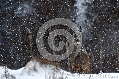 A wild roe deer, Capreolus capreolus female in a snowstorm in wintery landscape . Stock Photo