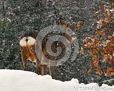 A wild roe deer, Capreolus capreolus male in a snowy wintery landscape . Stock Photo