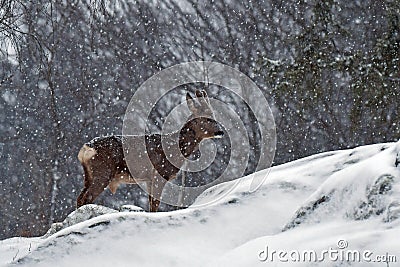 A wild roe deer, Capreolus capreolus male in a snowstorm in wintery landscape . Stock Photo