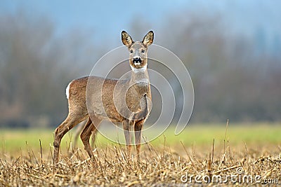 Wild roe deer standing in a field Stock Photo