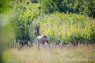Wild roe deer in summer field near forest Stock Photo