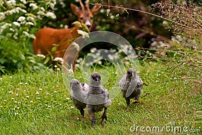 Wild roe the male, curiously looking at a group of chicken babies Stock Photo